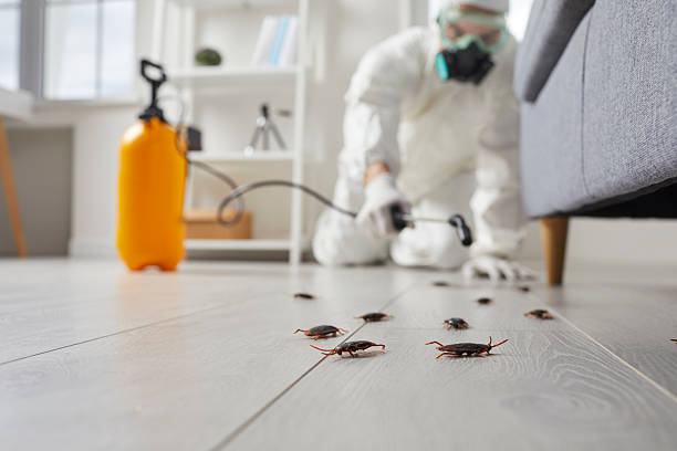 Post-Treatment Bed Bug Interceptor Monitoring in Grandview
